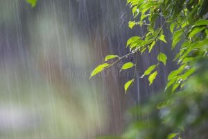 1640766907heavy-rain-tropical-rainforest